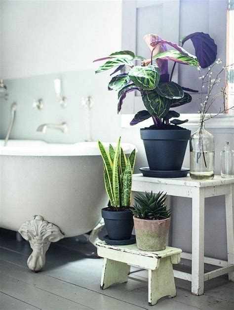 浴室水種植物